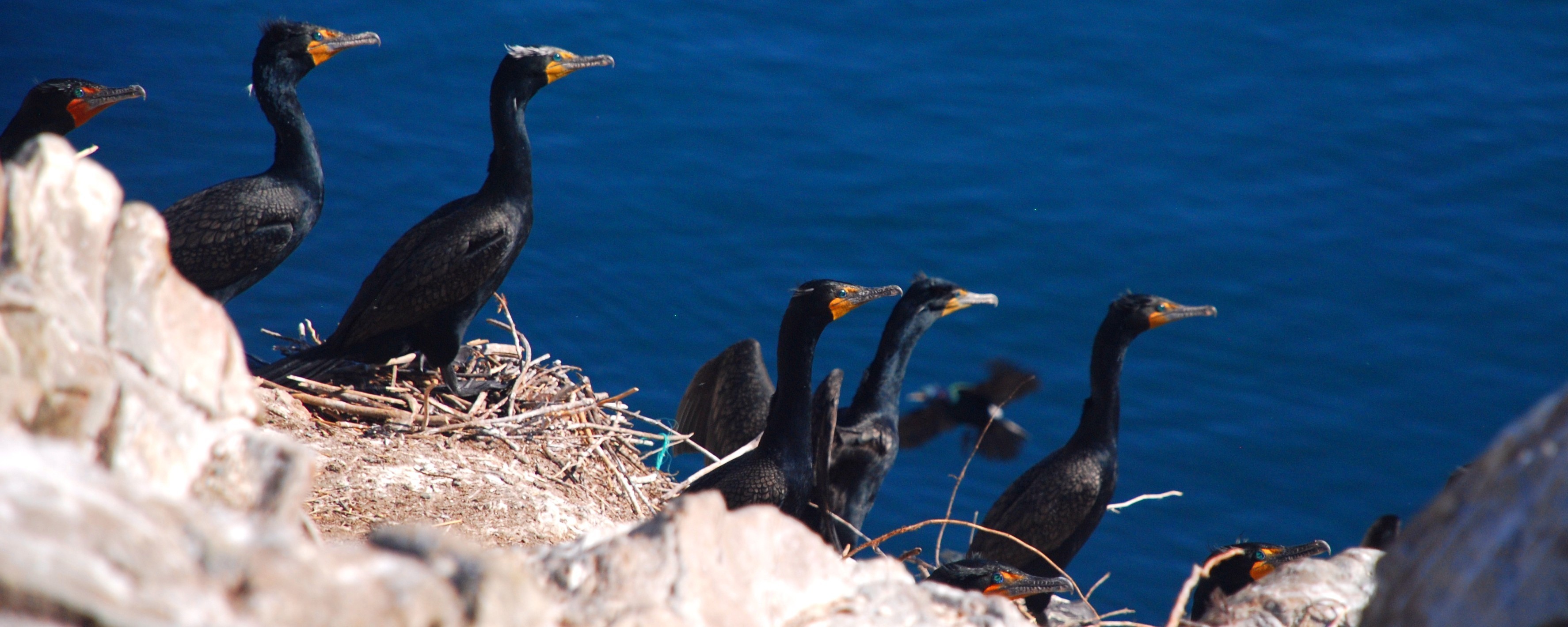 Mandarte cormorants